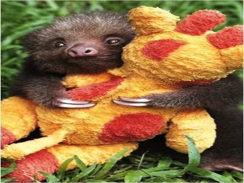 Sloth Hugging Toy