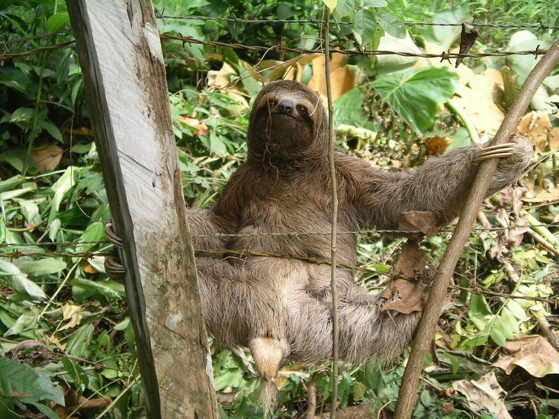 Sloth in a forest