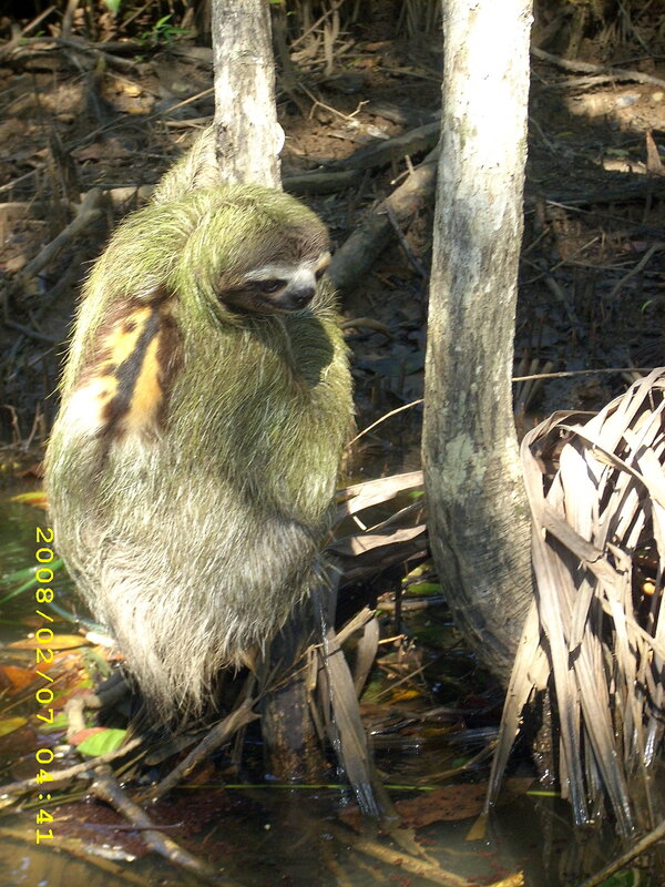 sloth in a swamp