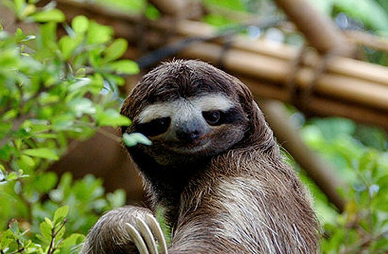 sloth in a tree