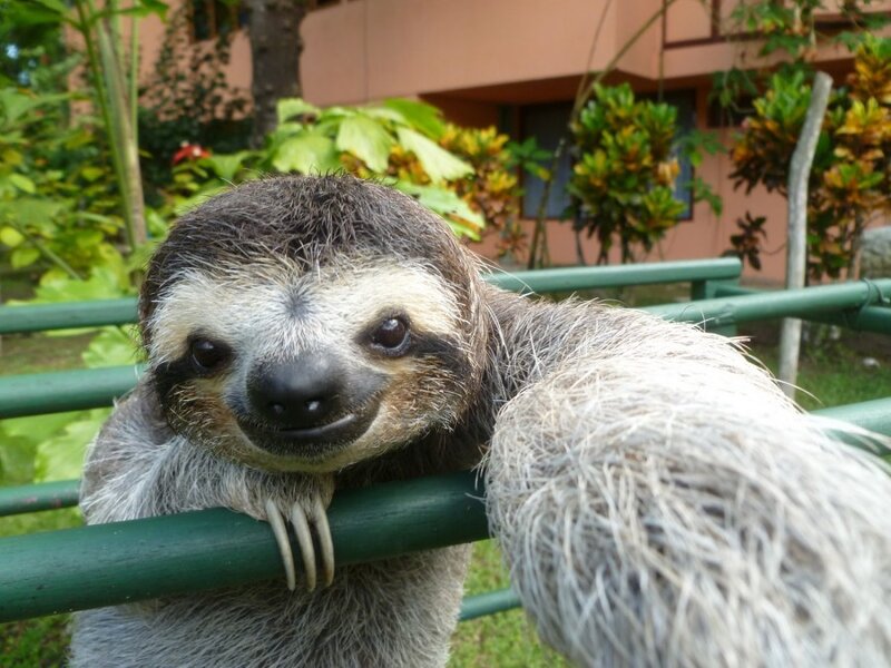 sloth on a green railing