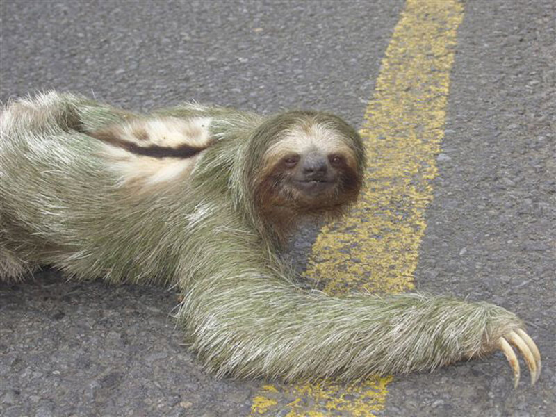 sloth on a road
