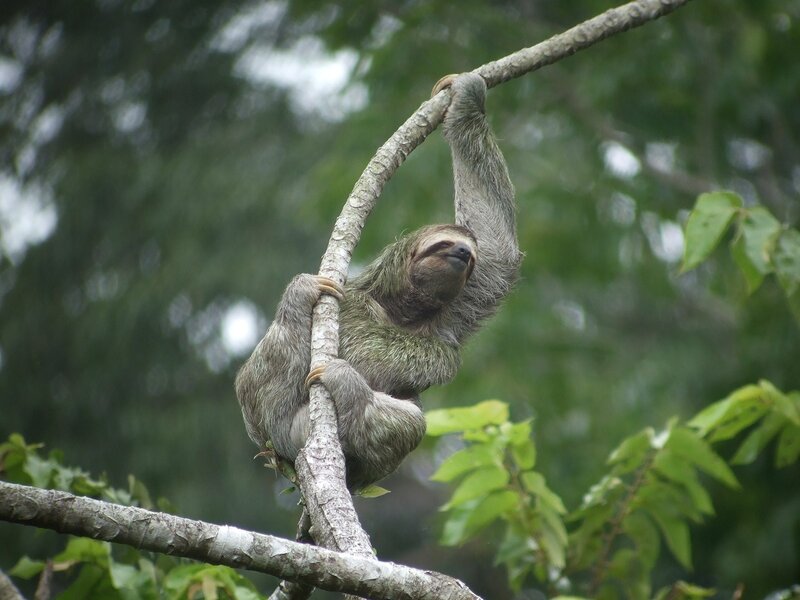 Sloth on Tree Branch — Green, Calm