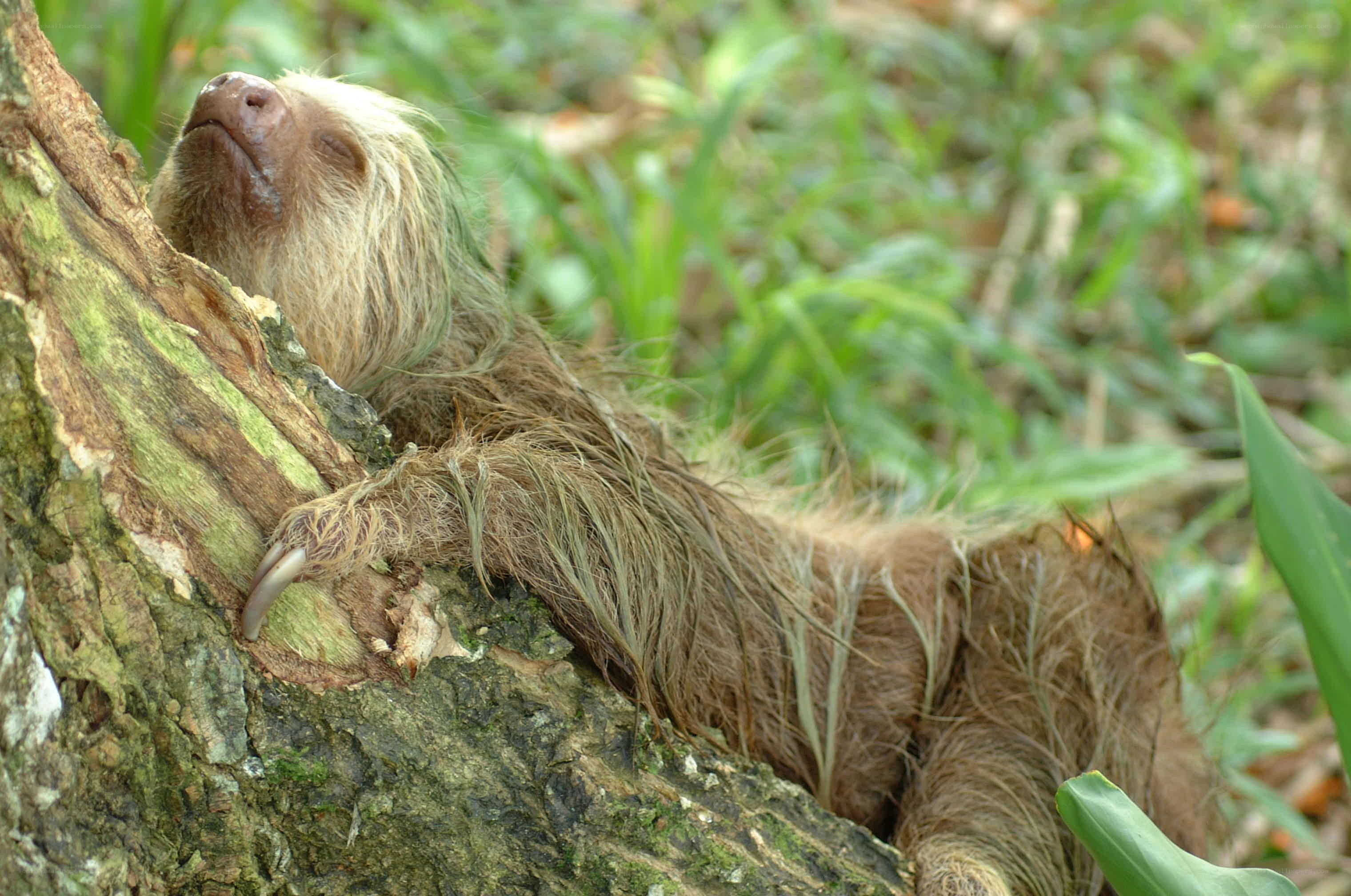 sloth resting on tree branch