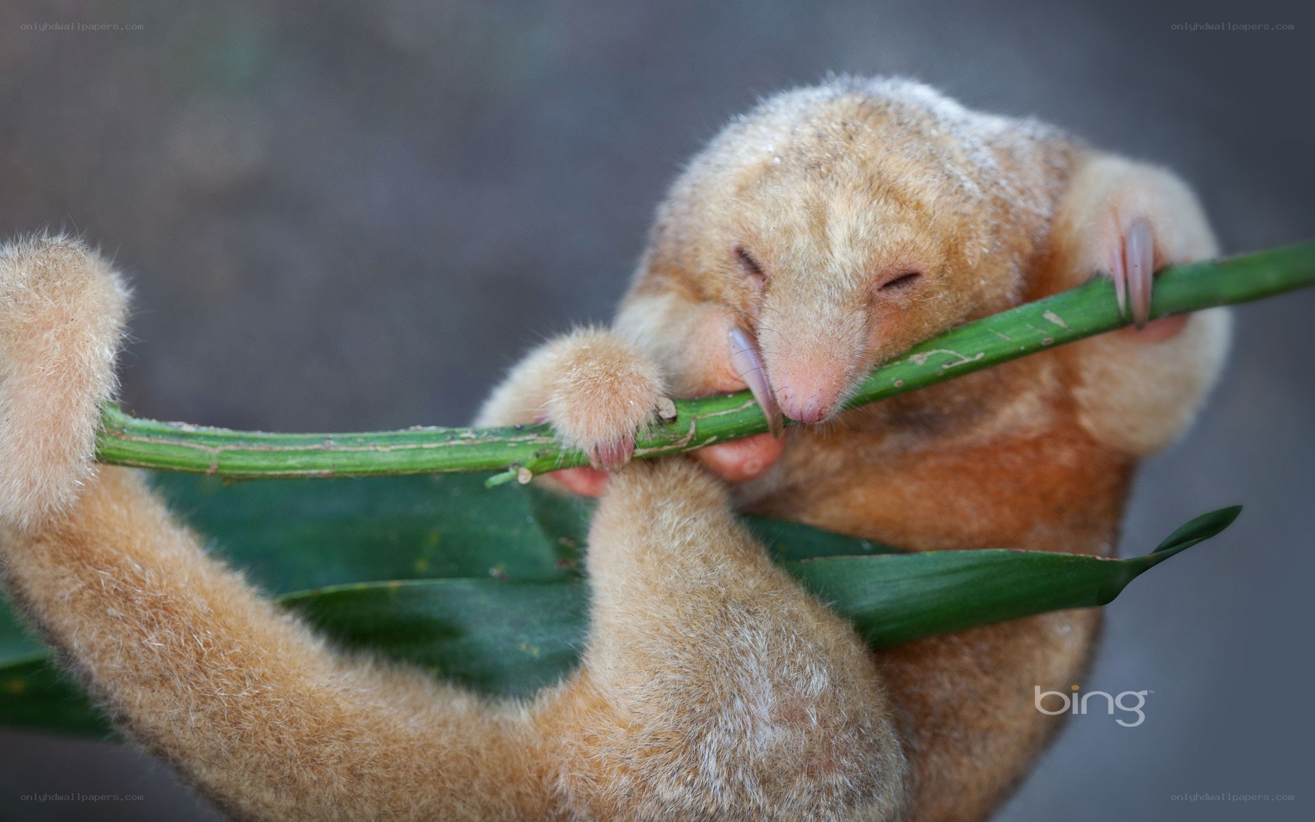 Sloth sleeping on a branch