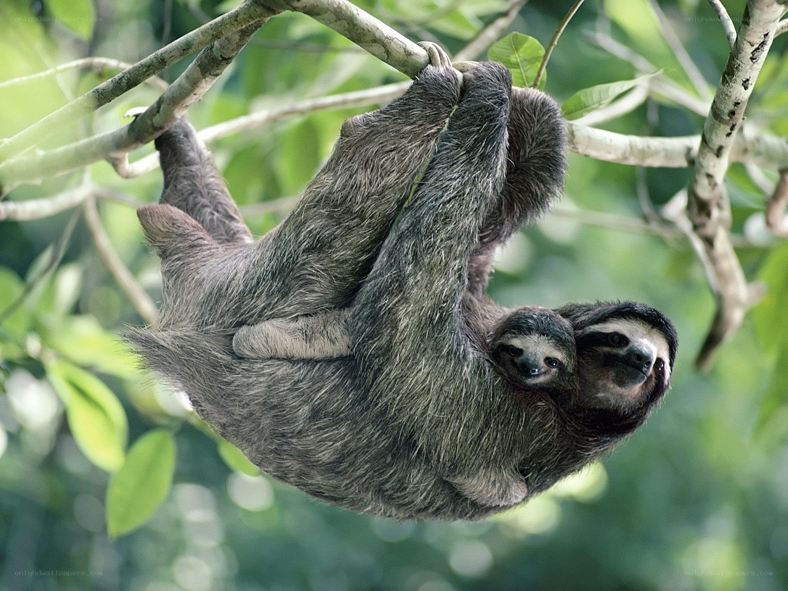 Sloth with baby in tree