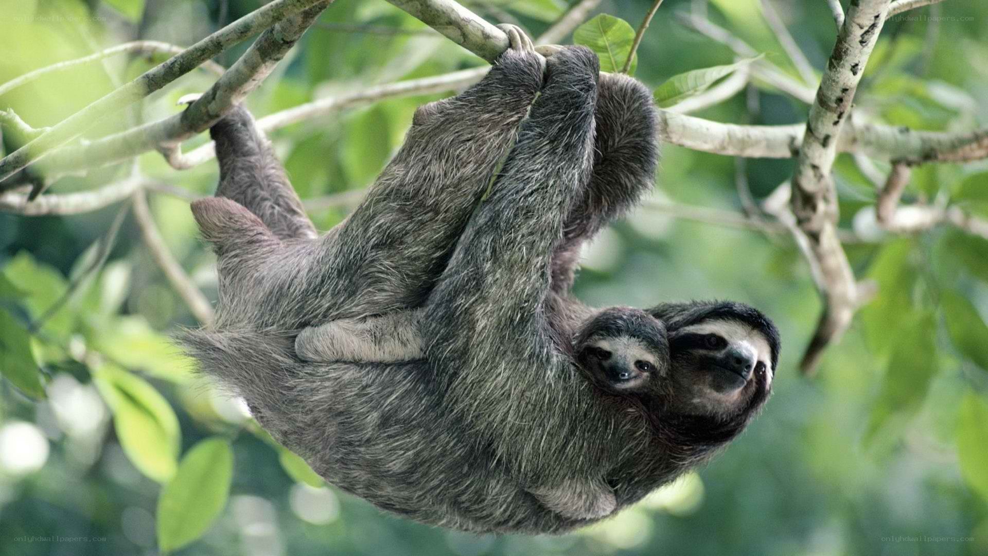 Sloth with baby in tree