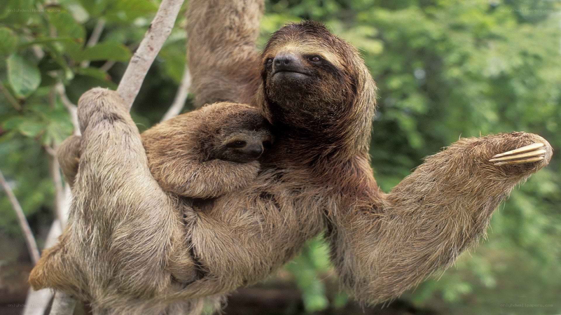 Sloth with baby in tree