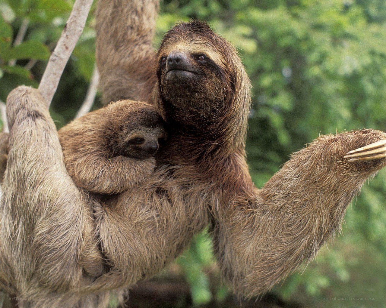 Sloth with baby in tree