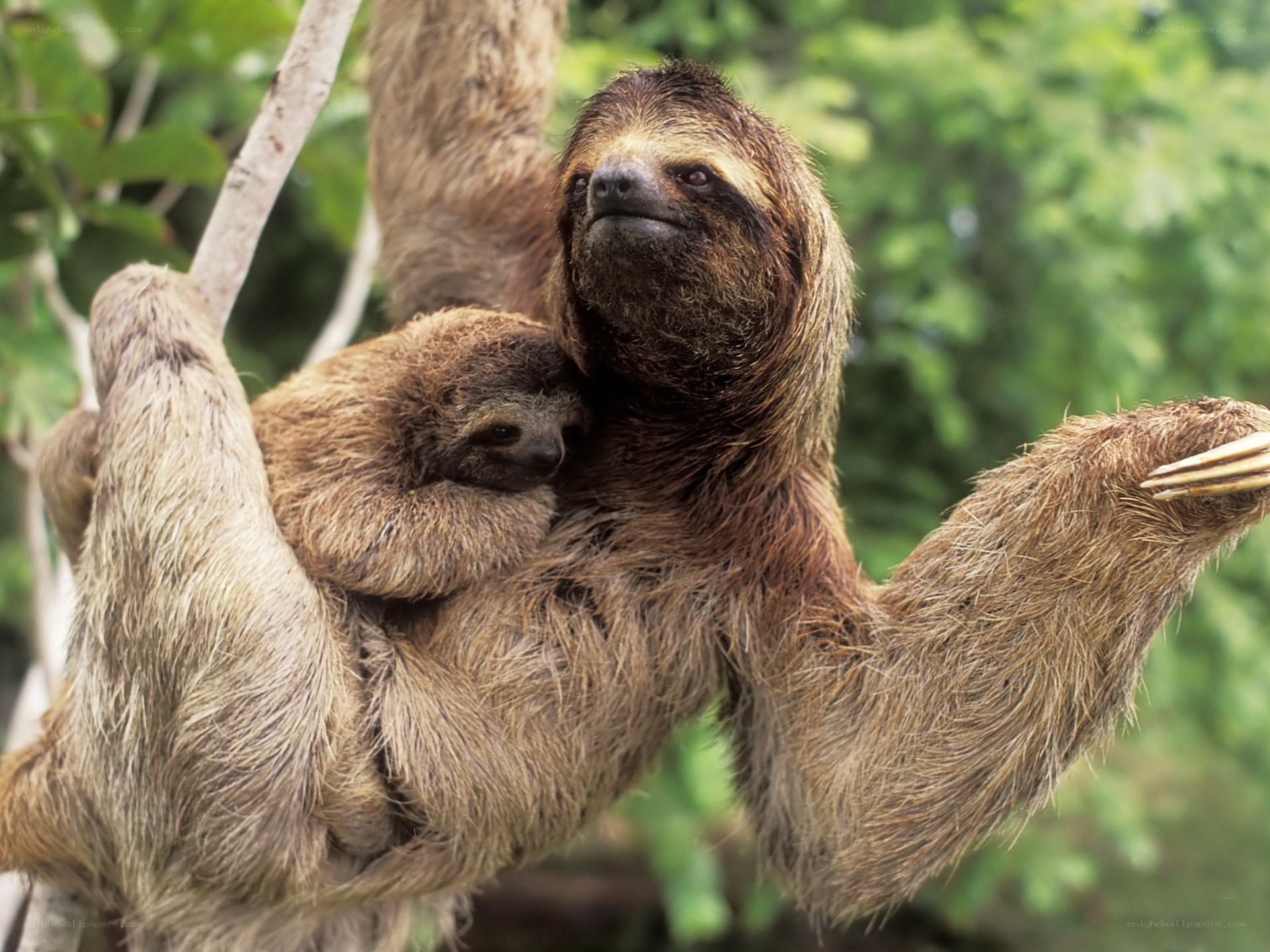 Sloth with baby in tree
