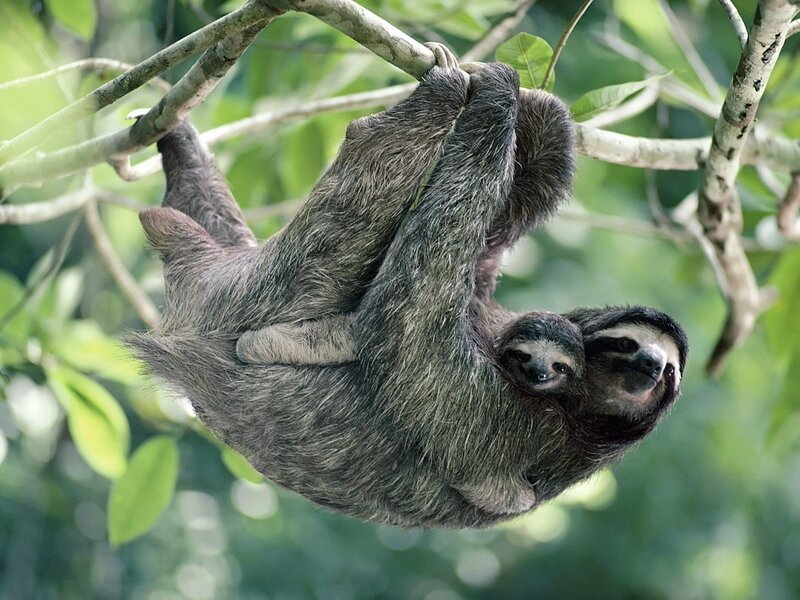 Sloth with baby in tree