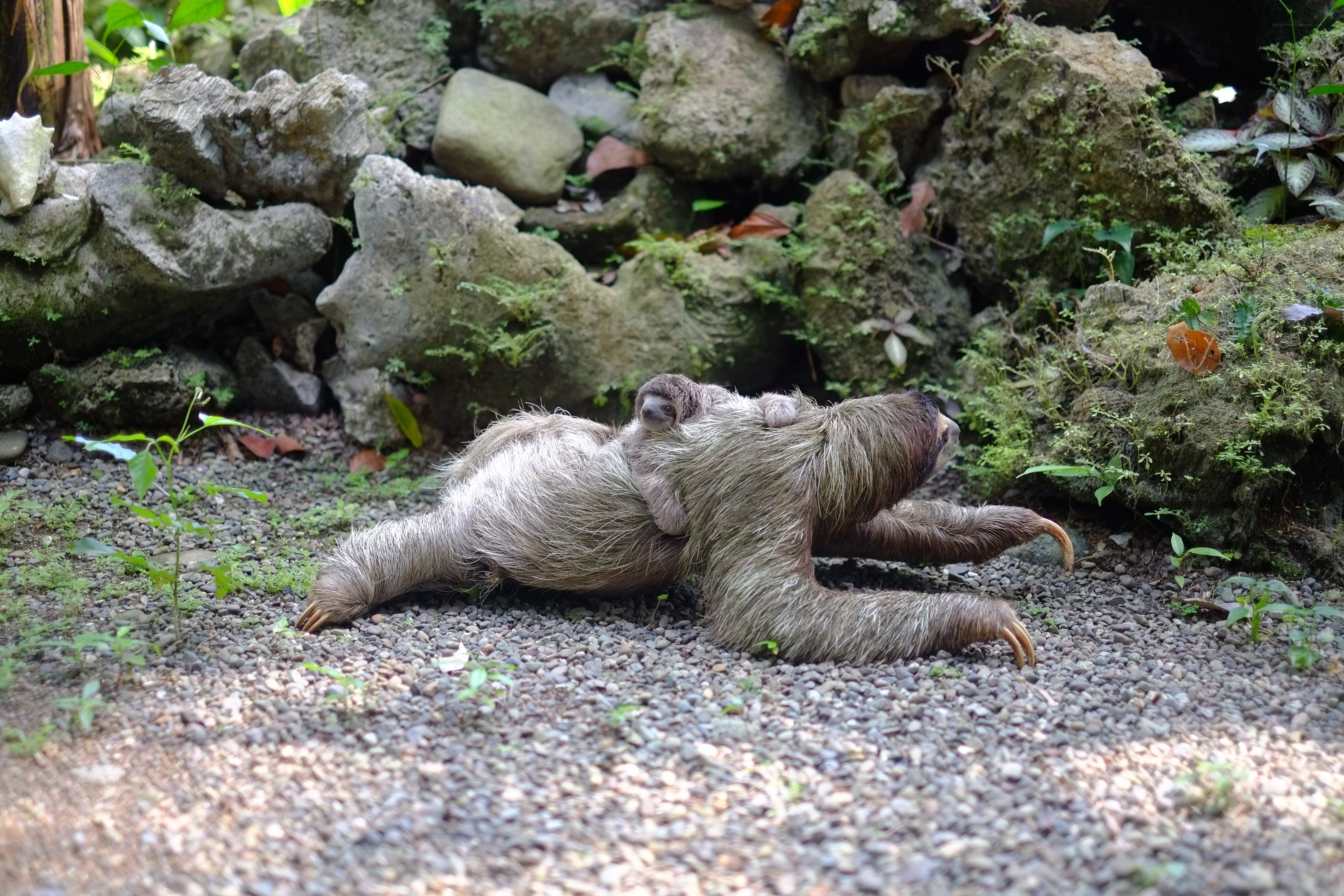 Sloth with baby on back