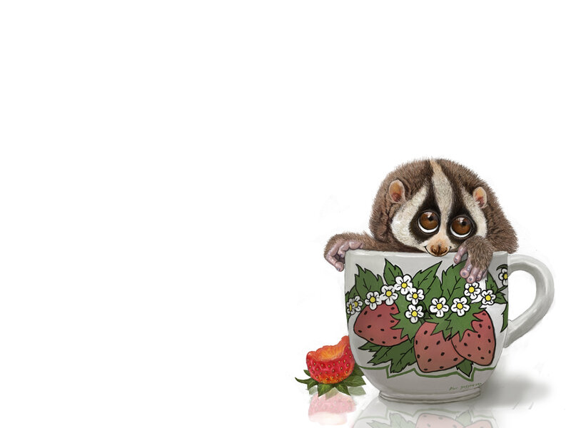 Slow Loris in Cup