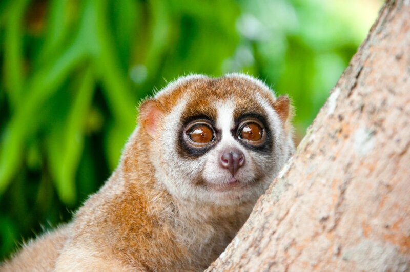 Slow Loris in Tree