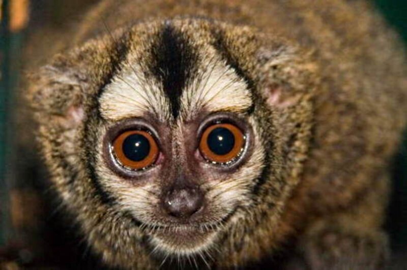 Slow Loris Monkey