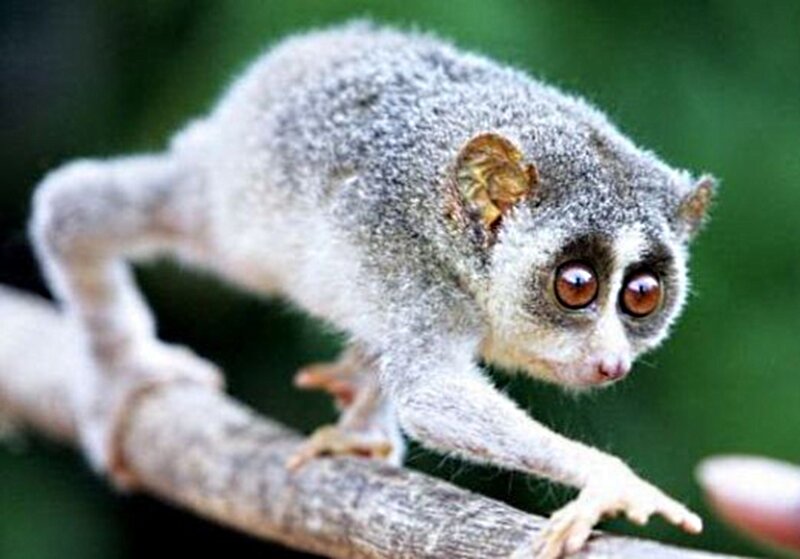 Slow Loris on Branch