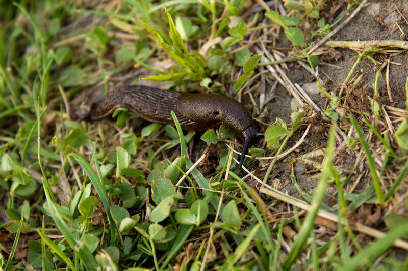 slug crawling on grass