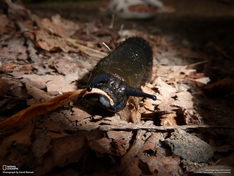 Slug eating leaf on forest floor