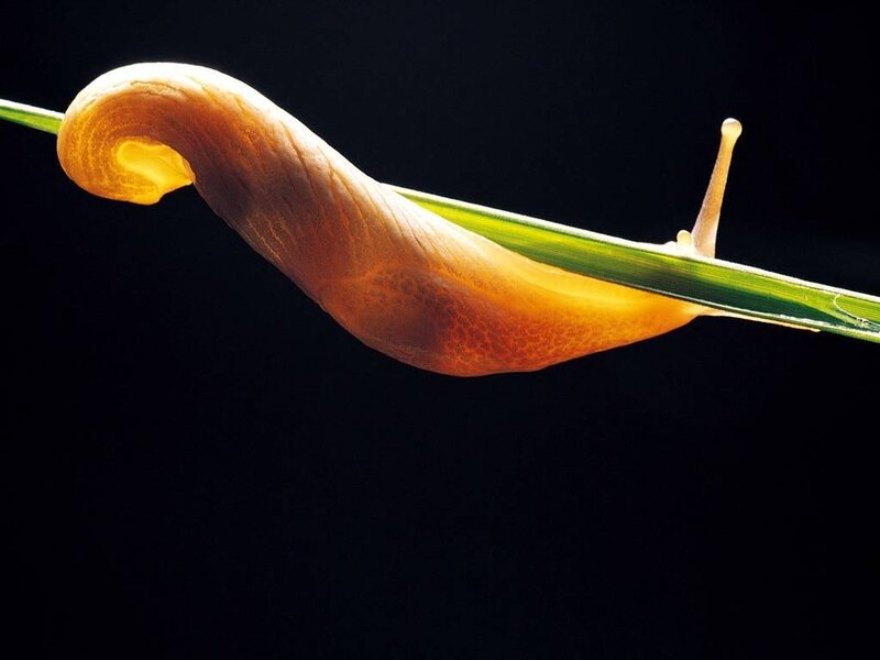 slug on a blade of grass