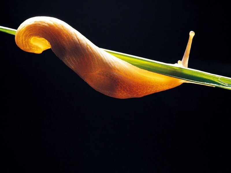 slug on a blade of grass