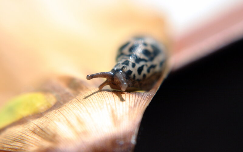 Slug on a Leaf — Brown