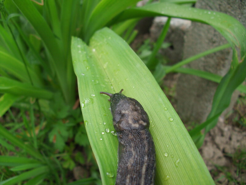 Slug on a Leaf — Green