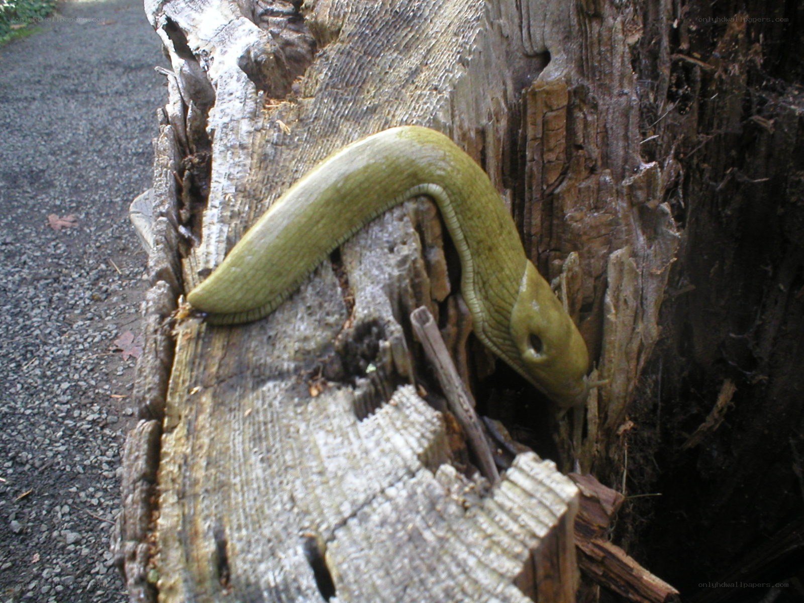 slug on decaying wood