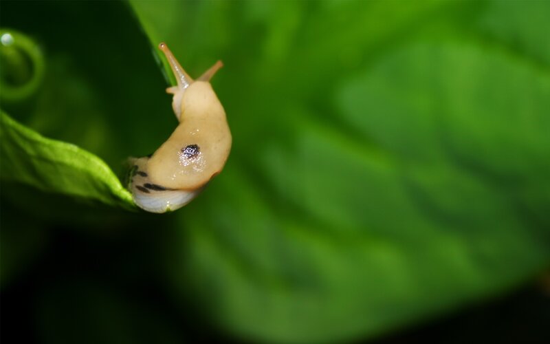 Slug on Green Leaf — Natural