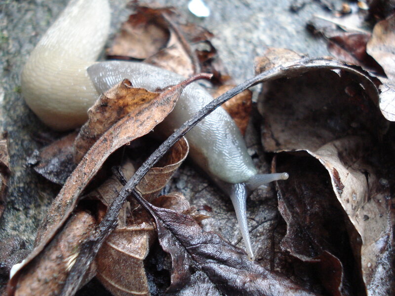 slug on leaf litter
