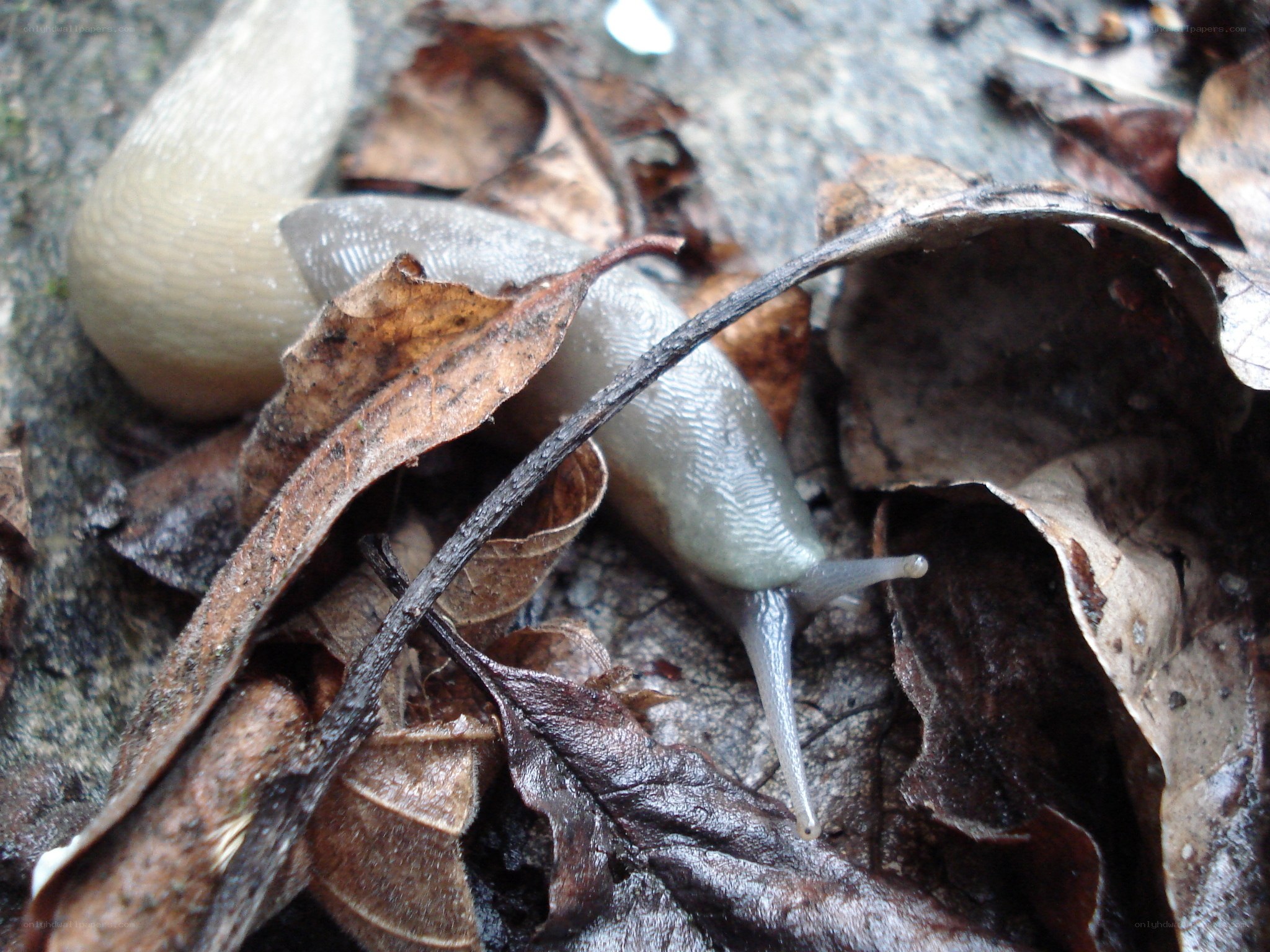 slug on leaf litter