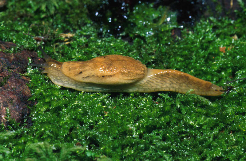 Slug on Moss