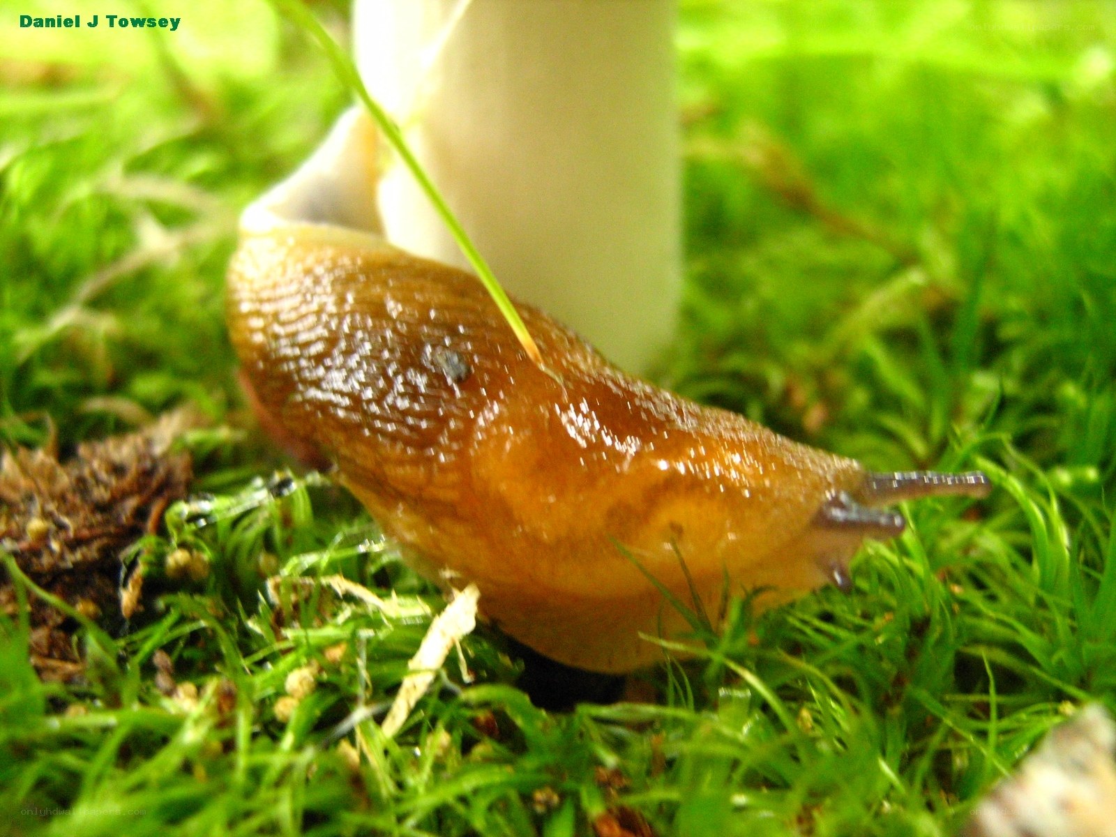 slug on mossy ground
