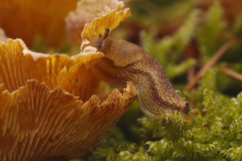 slug on mushroom cap