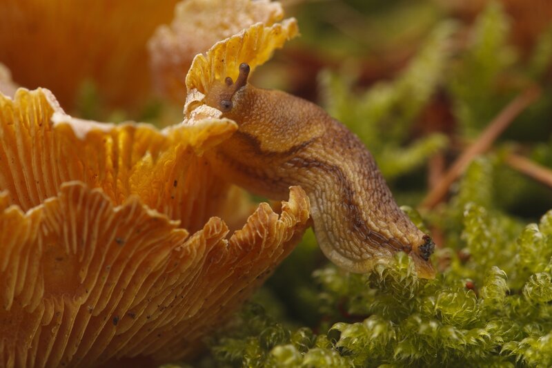 Slug on Mushroom