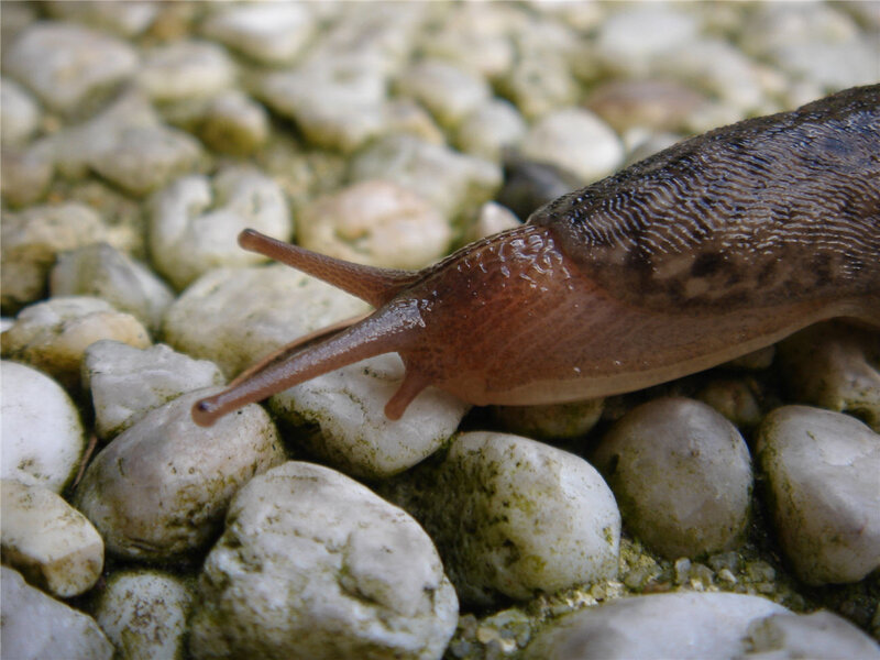 slug on pebbles