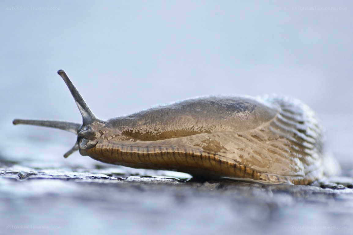 slug on wet surface