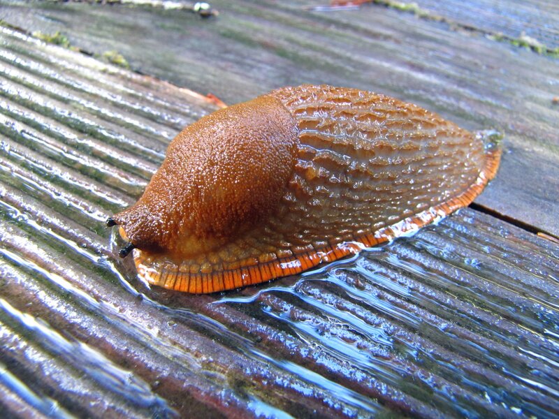 slug on wet wooden surface