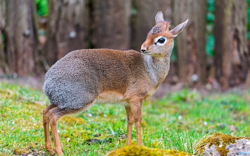 Small Antelope in Grass