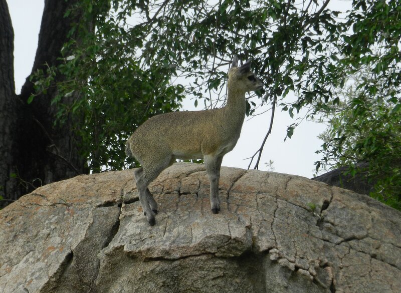Small Antelope on Rock