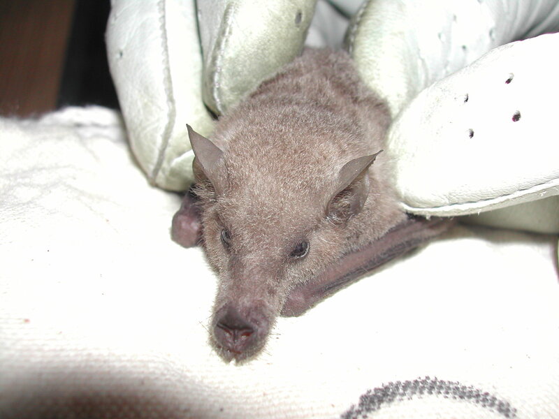 small bat in white gloves