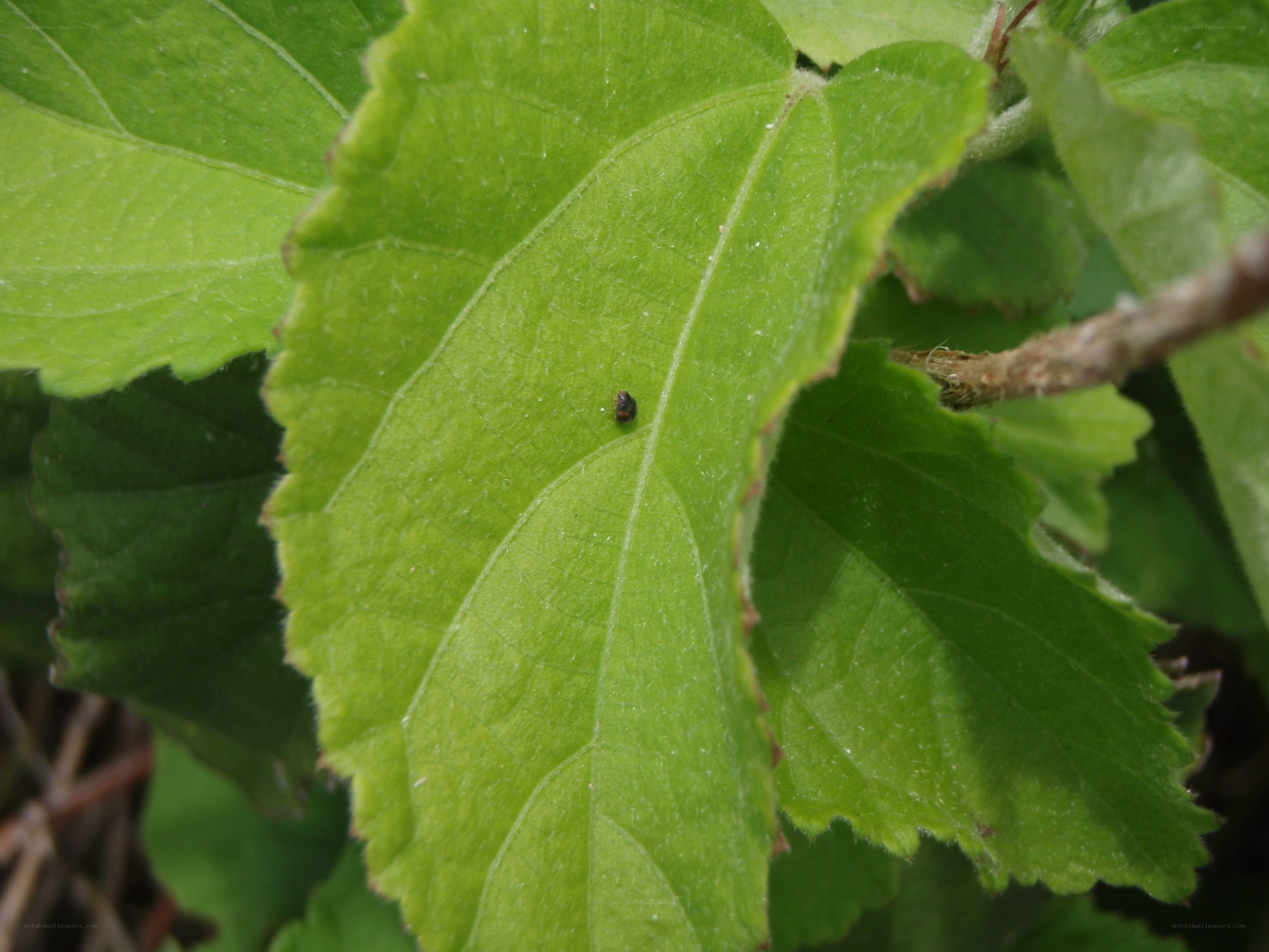 small beetle on green leaf