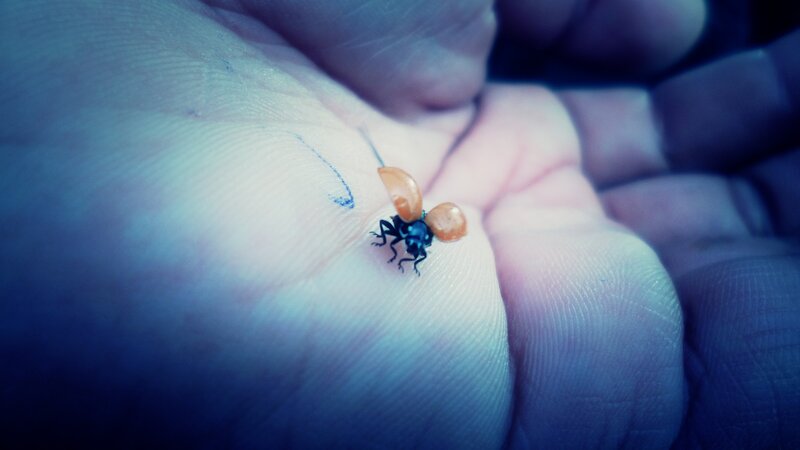 Small Beetle on Hand