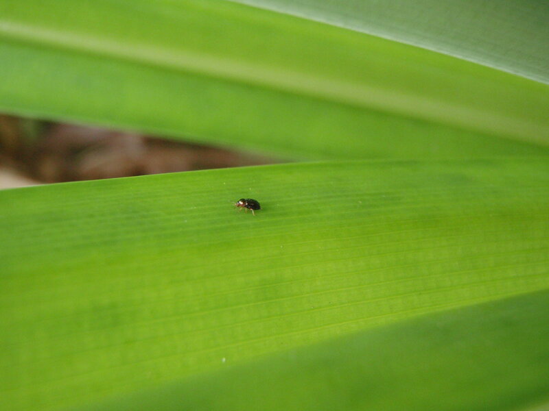 Small Beetle on Leaf — Green