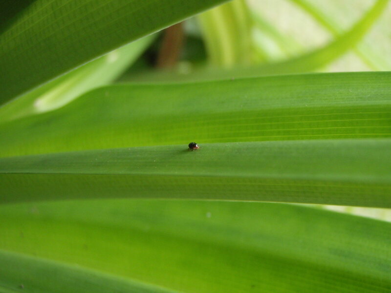 Small Beetle on Leaf