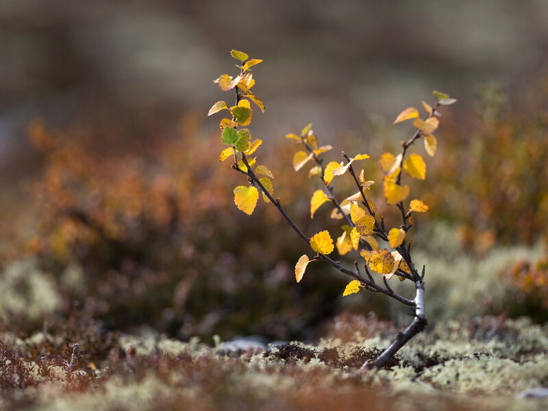 Small Birch Sapling