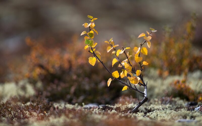 Small Birch Sapling — Yellow