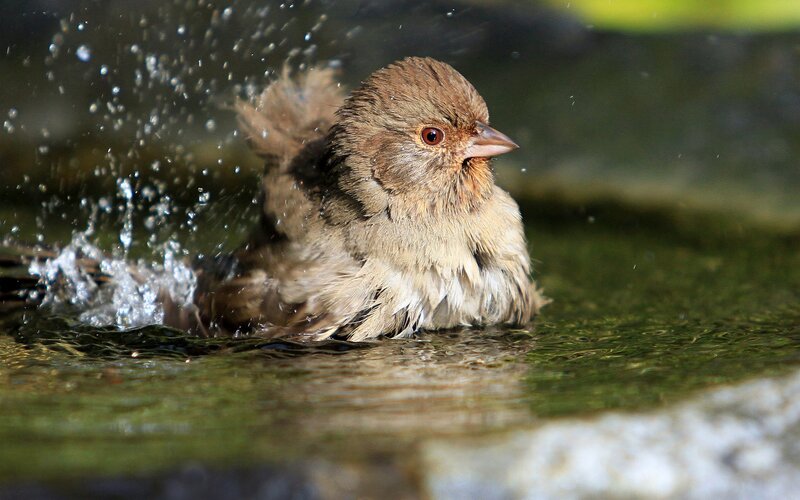 Small Bird Bathing — Brown