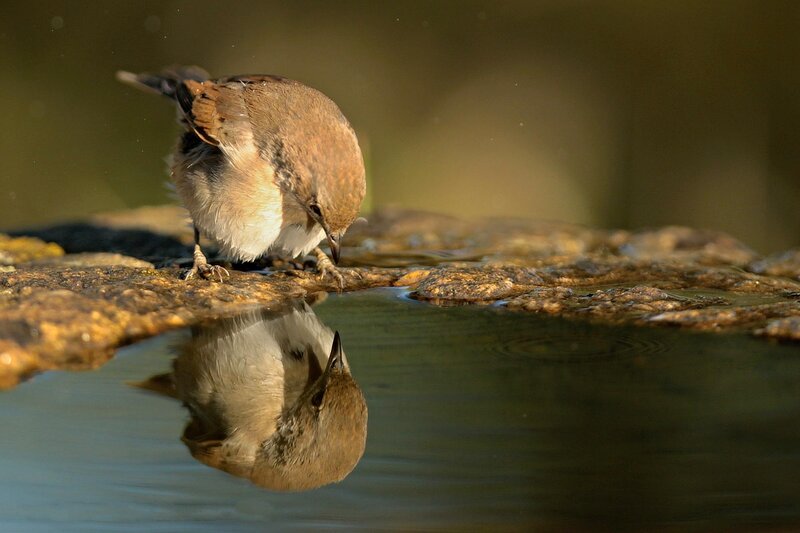 Small Bird Drinking Water