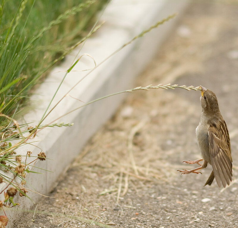 Small Bird Eating Grass