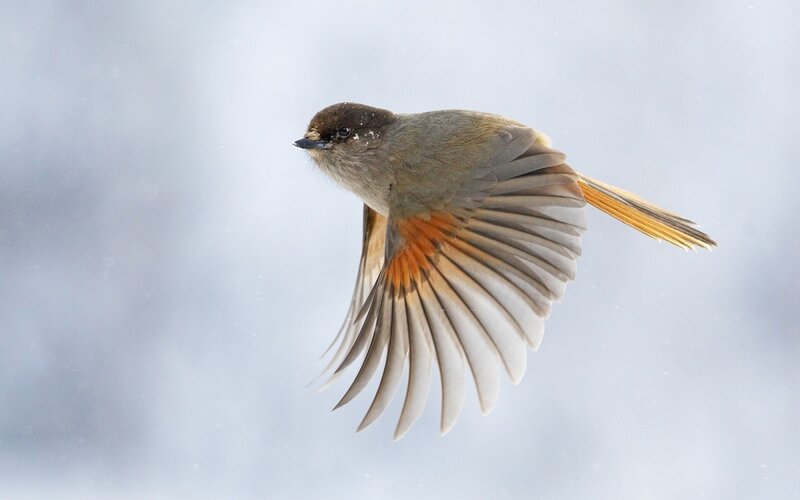 Small Bird in Flight